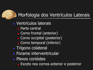 Morfologia dos Ventrículos Laterais
 Ventrículos laterais
 Parte central
 Corno frontal (anterior)
 Corno occipital (posterior)
 Corno temporal (inferior)
 Trígono colateral
 Forame interventricular
 Plexos corióides
 Exceto nos cornos anterior e posterior
 
