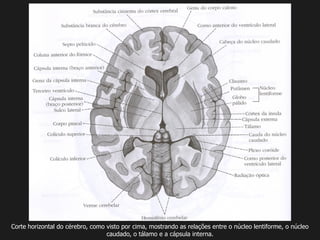 Corte horizontal do cérebro, como visto por cima, mostrando as relações entre o núcleo lentiforme, o núcleo
caudado, o tálamo e a cápsula interna.
 