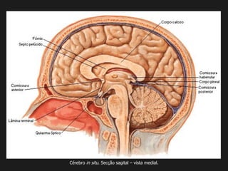 Cérebro in situ. Secção sagital – vista medial.
 