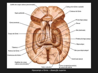 Hipocampo e fórnix – dissecção superior.
 