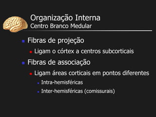 Organização Interna
Centro Branco Medular
 Fibras de projeção
 Ligam o córtex a centros subcorticais
 Fibras de associação
 Ligam áreas corticais em pontos diferentes
 Intra-hemisféricas
 Inter-hemisféricas (comissurais)
 