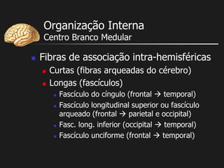 Organização Interna
Centro Branco Medular
 Fibras de associação intra-hemisféricas
 Curtas (fibras arqueadas do cérebro)
 Longas (fascículos)
 Fascículo do cíngulo (frontal  temporal)
 Fascículo longitudinal superior ou fascículo
arqueado (frontal  parietal e occipital)
 Fasc. long. inferior (occipital  temporal)
 Fascículo unciforme (frontal  temporal)
 