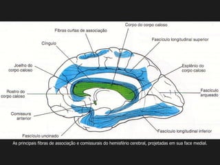 As principais fibras de associação e comissurais do hemisfério cerebral, projetadas em sua face medial.
 