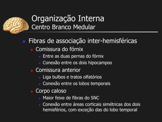 Organização Interna
Centro Branco Medular
 Fibras de associação inter-hemisféricas
 Comissura do fórnix
 Entre as duas pernas do fórnix
 Conexão entre os dois hipocampos
 Comissura anterior
 Liga bulbos e tratos olfatórios
 Conexão entre os lobos temporais
 Corpo caloso
 Maior feixe de fibras do SNC
 Conexão entre áreas corticais simétricas dos dois
hemisférios, com exceção das do lobo temporal
 