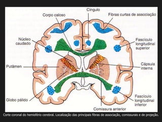 Corte coronal do hemisfério cerebral. Localização das principais fibras de associação, comissurais e de projeção.
 