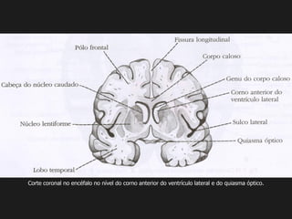 Corte coronal no encéfalo no nível do corno anterior do ventrículo lateral e do quiasma óptico.
 