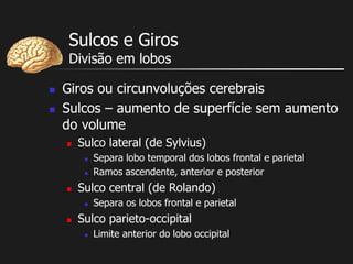 Sulcos e Giros
Divisão em lobos
 Giros ou circunvoluções cerebrais
 Sulcos – aumento de superfície sem aumento
do volume
 Sulco lateral (de Sylvius)
 Separa lobo temporal dos lobos frontal e parietal
 Ramos ascendente, anterior e posterior
 Sulco central (de Rolando)
 Separa os lobos frontal e parietal
 Sulco parieto-occipital
 Limite anterior do lobo occipital
 