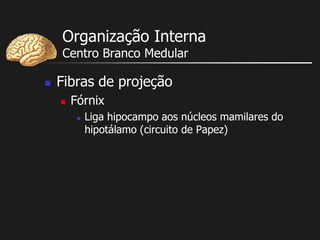 Organização Interna
Centro Branco Medular
 Fibras de projeção
 Fórnix
 Liga hipocampo aos núcleos mamilares do
hipotálamo (circuito de Papez)
 