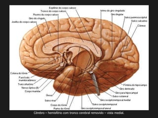 Cérebro – hemisfério com tronco cerebral removido – vista medial.
 