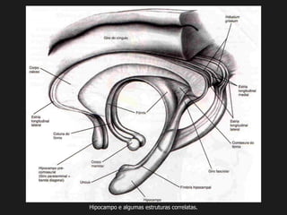 Hipocampo e algumas estruturas correlatas.
 