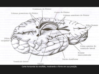 Corte horizontal do encéfalo, mostrando o fórnix em sua posição.
 