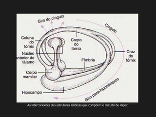 As interconexões das estruturas límbicas que compõem o circuito de Papez.
 
