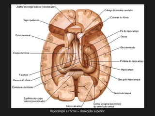 Hipocampo e Fórnix – dissecção superior.
 