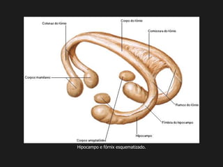 Hipocampo e fórnix esquematizado.
 