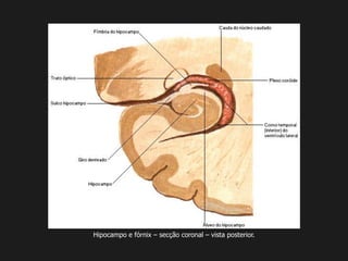 Hipocampo e fórnix – secção coronal – vista posterior.
 