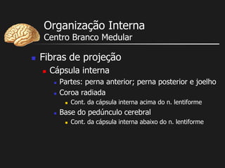 Organização Interna
Centro Branco Medular
 Fibras de projeção
 Cápsula interna
 Partes: perna anterior; perna posterior e joelho
 Coroa radiada
 Cont. da cápsula interna acima do n. lentiforme
 Base do pedúnculo cerebral
 Cont. da cápsula interna abaixo do n. lentiforme
 