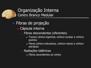 Organização Interna
Centro Branco Medular
 Fibras de projeção
 Cápsula interna
 Fibras descendentes (eferentes)
 Tractos córtico-espinhal, córtico-nuclear e córtico-
pontino
 Fibras córtico-reticulares, córtico-rubras e córtico-
estriatais
 Radiações talâmicas
 Fibras ascendentes ao córtex
 