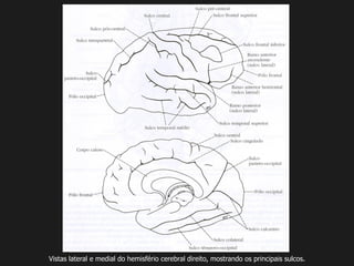 Vistas lateral e medial do hemisfério cerebral direito, mostrando os principais sulcos.
 