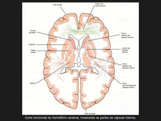 Corte horizontal do hemisfério cerebral, mostrando as partes da cápsula interna.
 