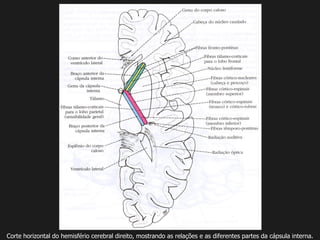 Corte horizontal do hemisfério cerebral direito, mostrando as relações e as diferentes partes da cápsula interna.
 