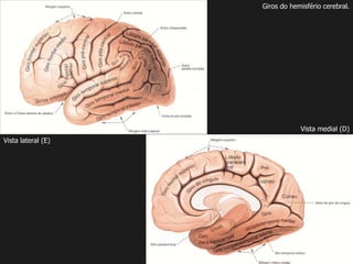 Giros do hemisfério cerebral.
Vista lateral (E)
Vista medial (D)
 