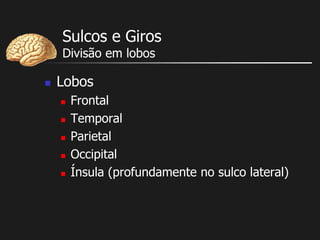 Sulcos e Giros
Divisão em lobos
 Lobos
 Frontal
 Temporal
 Parietal
 Occipital
 Ínsula (profundamente no sulco lateral)
 