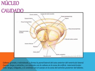 NÚCLEO
CAUDADO
Cabeza: grande y redondeada, y forma la pared lateral del asta anterior del ventrículo lateral.
Cuerpo: largo y estrecho, y se continúa con la cabeza en la zona de orificio interventricular.
Cola: larga y delgada, y se continúa con el cuerpo en la zona del extremo posterior del tálamo.
 