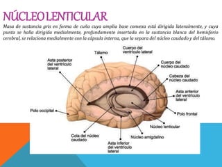 NÚCLEOLENTICULAR
Masa de sustancia gris en forma de cuña cuya amplia base convexa está dirigida lateralmente, y cuya
punta se halla dirigida medialmente, profundamente insertada en la sustancia blanca del hemisferio
cerebral, se relaciona medialmente con la cápsula interna, que la separa del núcleo caudado y del tálamo.
 