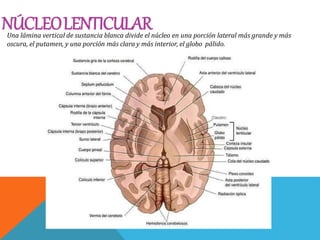 NÚCLEOLENTICULARUna lámina vertical de sustancia blanca divide el núcleo en una porción lateral más grande y más
oscura, el putamen, y una porción más clara y más interior, el globo pálido.
 