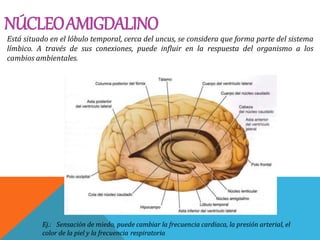 NÚCLEOAMIGDALINO
Está situado en el lóbulo temporal, cerca del uncus, se considera que forma parte del sistema
límbico. A través de sus conexiones, puede influir en la respuesta del organismo a los
cambios ambientales.
Ej.: Sensación de miedo, puede cambiar la frecuencia cardiaca, la presión arterial, el
color de la piel y la frecuencia respiratoria
 