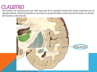 CLAUSTROFina lámina de sustancia gris que está separada de la superficie lateral del núcleo lenticular por la
cápsula externa. Lateral al claustro se encuentra la sustancia blanca subcortical de la ínsula. La función
del claustro es desconocida.
 