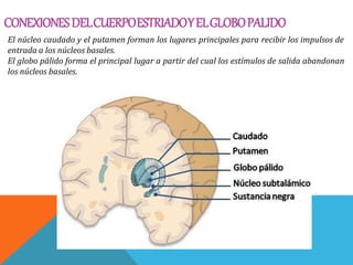 CONEXIONESDELCUERPOESTRIADOYELGLOBOPALIDO
El núcleo caudado y el putamen forman los lugares principales para recibir los impulsos de
entrada a los núcleos basales.
El globo pálido forma el principal lugar a partir del cual los estímulos de salida abandonan
los núcleos basales.
 