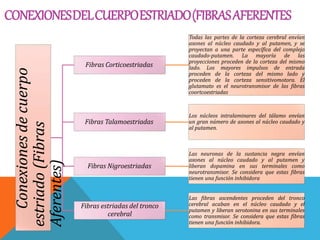 CONEXIONESDELCUERPOESTRIADO(FIBRASAFERENTESConexionesdecuerpo
estriado(Fibras
Aferentes) Fibras Corticoestriadas
Todas las partes de la corteza cerebral envían
axones al núcleo caudado y al putamen, y se
proyectan a una parte específica del complejo
caudado-putamen. La mayoría de las
proyecciones proceden de la corteza del mismo
lado. Los mayores impulsos de entrada
proceden de la corteza del mismo lado y
proceden de la corteza sensitivomotora. El
glutamato es el neurotransmisor de las fibras
coortcoestriadas
Fibras Talamoestriadas
Los núcleos intralaminares del tálamo envían
un gran número de axones al núcleo caudado y
al putamen.
Fibras Nigroestriadas
Las neuronas de la sustancia negra envían
axones al núcleo caudado y al putamen y
liberan dopamina en sus terminales como
neurotransmisor. Se considera que estas fibras
tienen una función inhibidora
Fibras estriadas del tronco
cerebral
Las fibras ascendentes proceden del tronco
cerebral acaban en el núcleo caudado y el
putamen y liberan serotonina en sus terminales
como transmisor. Se considera que estas fibras
tienen una función inhibidora.
 