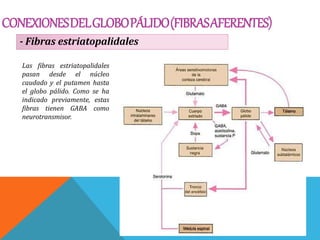 CONEXIONESDELGLOBOPÁLIDO(FIBRASAFERENTES)
- Fibras estriatopalidales
Las fibras estriatopalidales
pasan desde el núcleo
caudado y el putamen hasta
el globo pálido. Como se ha
indicado previamente, estas
fibras tienen GABA como
neurotransmisor.
 