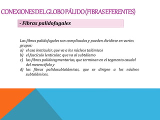 CONEXIONESDELGLOBOPÁLIDO(FIBRASEFERENTES)
- Fibras palidofugales
Las fibras palidofugales son complicadas y pueden dividirse en varios
grupos:
a) el asa lenticular, que va a los núcleos talámicos
b) el fascículo lenticular, que va al subtálamo
c) las fibras palidotegmentarias, que terminan en el tegmento caudal
del mesencéfalo y
d) las fibras palidosubtalámicas, que se dirigen a los núcleos
subtalámicos.
 