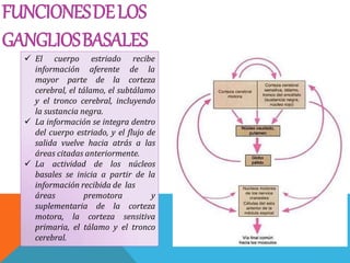 FUNCIONESDELOS
GANGLIOSBASALES
 El cuerpo
información
estriado recibe
aferente de la
áreas premotora
mayor parte de la corteza
cerebral, el tálamo, el subtálamo
y el tronco cerebral, incluyendo
la sustancia negra.
 La información se integra dentro
del cuerpo estriado, y el flujo de
salida vuelve hacia atrás a las
áreas citadas anteriormente.
 La actividad de los núcleos
basales se inicia a partir de la
información recibida de las
y
suplementaria de la corteza
motora, la corteza sensitiva
primaria, el tálamo y el tronco
cerebral.
 