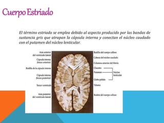 CuerpoEstriado
El término estriado se emplea debido al aspecto producido por las bandas de
sustancia gris que atrapan la cápsula interna y conectan el núcleo caudado
con el putamen del núcleo lenticular.
 
