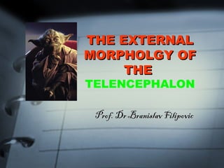 THE EXTERNALTHE EXTERNAL
MORPHOLGY OFMORPHOLGY OF
THETHE
TELENCEPHALON
Prof. Dr Branislav FilipovicProf. Dr Branislav Filipovic
 