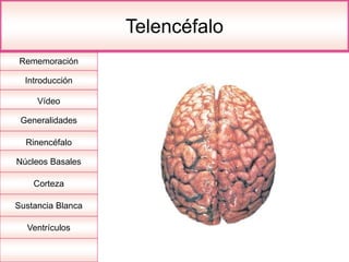 Rememoración
Introducción
Vídeo
Generalidades
Rinencéfalo
Núcleos Basales
Corteza
Sustancia Blanca
Ventrículos
Telencéfalo
 