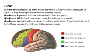 Giros:
Giro Pré-central: localiza-se entre o sulco central e o sulco pré-central. Neste giro se
localiza a área motora principal do cérebro (córtex motor).
Giro Frontal Superior: localiza-se acima do sulco frontal superior.
Giro Frontal Médio: localiza-se entre o sulco frontal superior e inferior.
Giro Frontal Inferior: localiza-se abaixo do sulco frontal inferior. O giro frontal inferior do
hemisfério esquerdo é o centro cortical da palavra falada
 