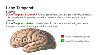 Lobo Temporal:
Sulcos:
Sulco Temporal Superior: inicia-se próximo ao pólo temporal e dirige-se para
trás paralelamente ao ramo posterior do sulco lateral, terminando no lobo
parietal.
Sulco Temporal Inferior: paralelo ao sulco temporal superior é geralmente
formado por duas ou mais partes descontinuas.
 
