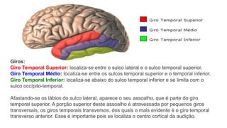 Giros:
Giro Temporal Superior: localiza-se entre o sulco lateral e o sulco temporal superior.
Giro Temporal Médio: localiza-se entre os sulcos temporal superior e o temporal inferior.
Giro Temporal Inferior: localiza-se abaixo do sulco temporal inferior e se limita com o
sulco occípito-temporal.
Afastando-se os lábios do sulco lateral, aparece o seu assoalho, que é parte do giro
temporal superior. A porção superior deste assoalho é atravessada por pequenos giros
transversais, os giros temporais transversos, dos quais o mais evidente é o giro temporal
transverso anterior. Esse é importante pois se localiza o centro cortical da audição.
 