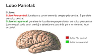 Lobo Parietal:
Sulcos:
Sulco Pós-central: localiza-se posteriormente ao giro pós-central. É paralelo
ao sulco central.
Sulco Intraparietal: geralmente localiza-se perpendicular ao sulco pós-central
(com o qual pode estar unido) e estende-se para trás para terminar no lobo
occipital.
 