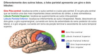 Diferentemente dos outros lobos, o lobo parietal apresenta um giro e dois
lóbulos:
Giro Pós-central: localiza-se entre o sulco central e o sulco pós-central. É no giro pós-central
que se localiza uma das mais importantes áreas sensitivas do córtex, a área somestésica.
Lóbulo Parietal Superior: localiza-se superiormente ao sulco intra-parietal.
Lóbulo Parietal Inferior: localiza-se inferiormente ao sulco intraparietal. Neste, descrevem-se
dois giros: o giro supramarginal, curvando em torno da extremidade do ramo posterior do sulco
lateral, e o giro angular, curvando em torno da porção terminal e ascendente do sulco temporal
superior.
 