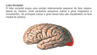 Lobo Occipital:
O lobo occipital ocupa uma porção relativamente pequena da face súpero-
lateral do cérebro, onde apresenta pequenos sulcos e giros irregulares e
inconstantes. Os principais sulcos e giros desse lobo são visualizados na face
medial do cérebro.
 