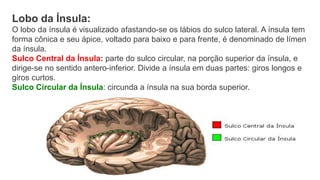 Lobo da Ínsula:
O lobo da ínsula é visualizado afastando-se os lábios do sulco lateral. A ínsula tem
forma cônica e seu ápice, voltado para baixo e para frente, é denominado de límen
da ínsula.
Sulco Central da Ínsula: parte do sulco circular, na porção superior da ínsula, e
dirige-se no sentido antero-inferior. Divide a ínsula em duas partes: giros longos e
giros curtos.
Sulco Circular da Ínsula: circunda a ínsula na sua borda superior.
 