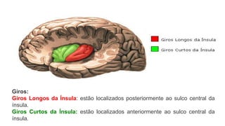 Giros:
Giros Longos da Ínsula: estão localizados posteriormente ao sulco central da
ínsula.
Giros Curtos da Ínsula: estão localizados anteriormente ao sulco central da
ínsula.
 