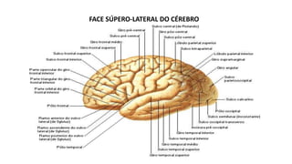 FACE SÚPERO-LATERAL DO CÉREBRO
 