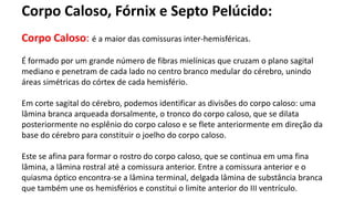Corpo Caloso, Fórnix e Septo Pelúcido:
Corpo Caloso: é a maior das comissuras inter-hemisféricas.
É formado por um grande número de fibras mielínicas que cruzam o plano sagital
mediano e penetram de cada lado no centro branco medular do cérebro, unindo
áreas simétricas do córtex de cada hemisfério.
Em corte sagital do cérebro, podemos identificar as divisões do corpo caloso: uma
lâmina branca arqueada dorsalmente, o tronco do corpo caloso, que se dilata
posteriormente no esplênio do corpo caloso e se flete anteriormente em direção da
base do cérebro para constituir o joelho do corpo caloso.
Este se afina para formar o rostro do corpo caloso, que se continua em uma fina
lâmina, a lâmina rostral até a comissura anterior. Entre a comissura anterior e o
quiasma óptico encontra-se a lâmina terminal, delgada lâmina de substância branca
que também une os hemisférios e constitui o limite anterior do III ventrículo.
 