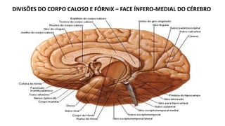 DIVISÕES DO CORPO CALOSO E FÓRNIX – FACE ÍNFERO-MEDIAL DO CÉREBRO
 
